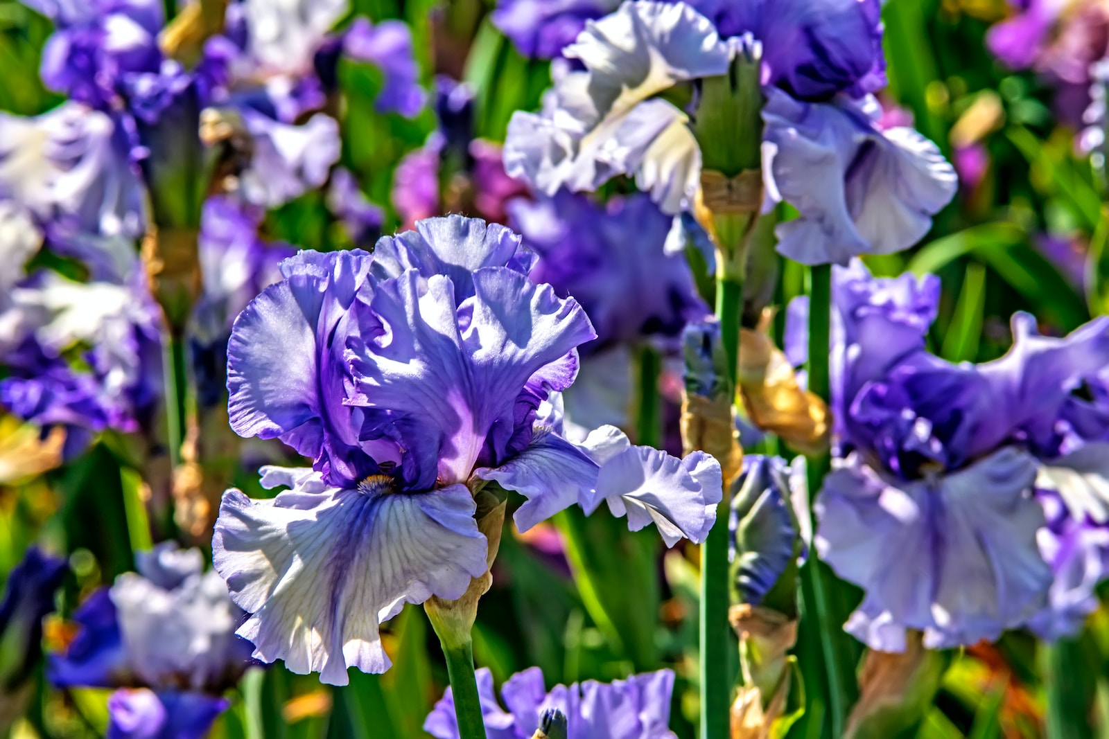 a field full of purple and white flowers