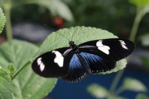 San Antonio Zoo