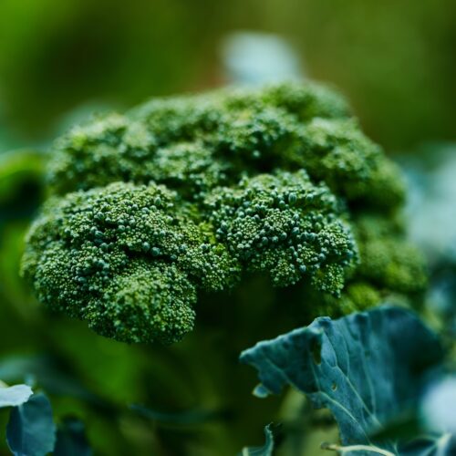 green leaf plant in close up photography