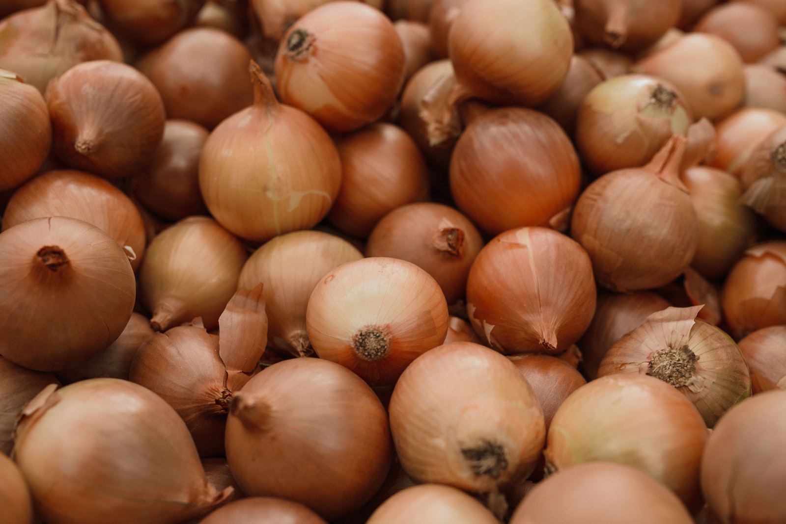 Close-up of Onions