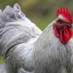 white rooster in close-up photo