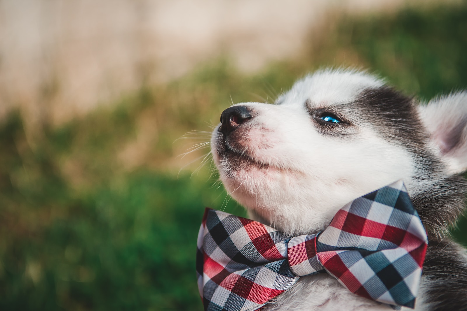 siberian husky puppy