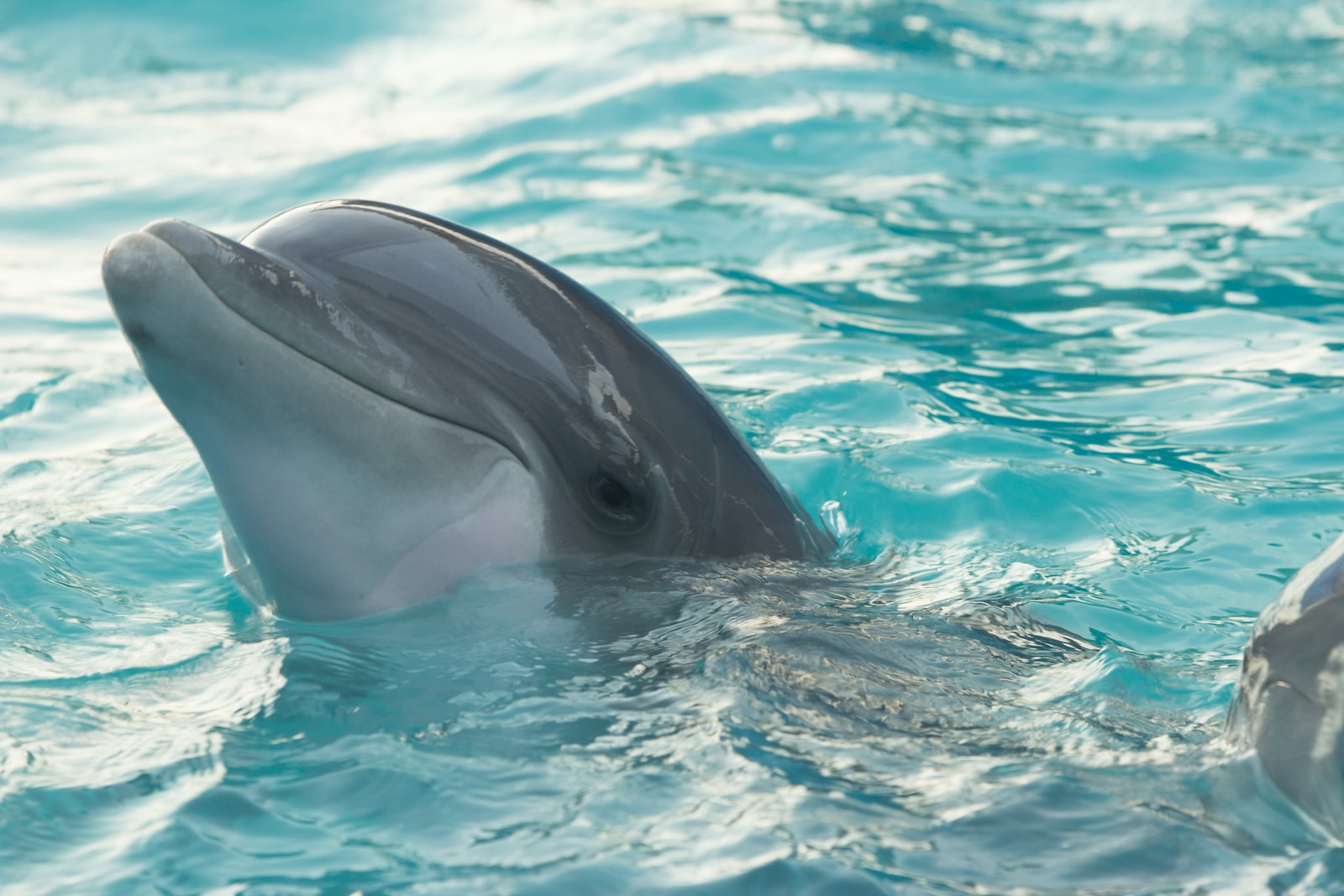 dolphin in body of water