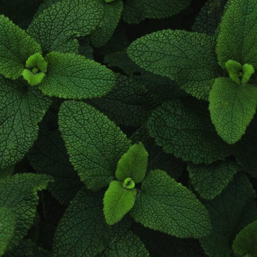 green plant with water droplets