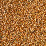 Orange Corn Kernels