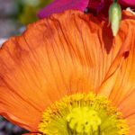 an orange flower with a yellow center surrounded by other flowers