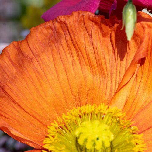 an orange flower with a yellow center surrounded by other flowers