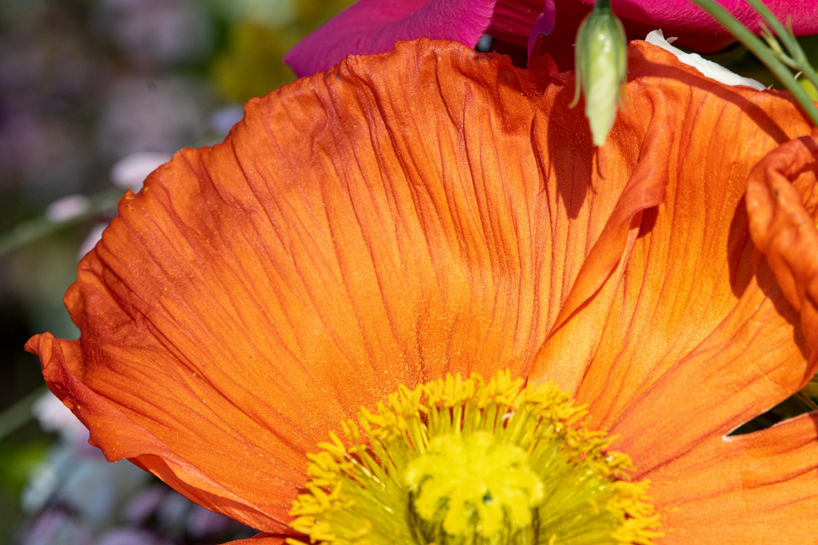 an orange flower with a yellow center surrounded by other flowers