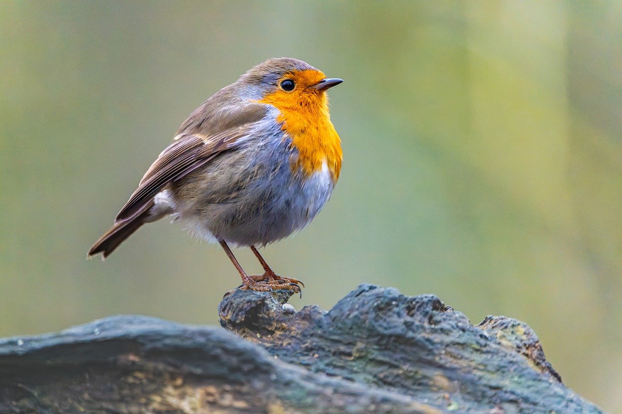 robin, bird, animal, european robin, robin redbreast, feathers, wildlife, songbird, beak, plumage, tree, nature, birdwatching, ornithology