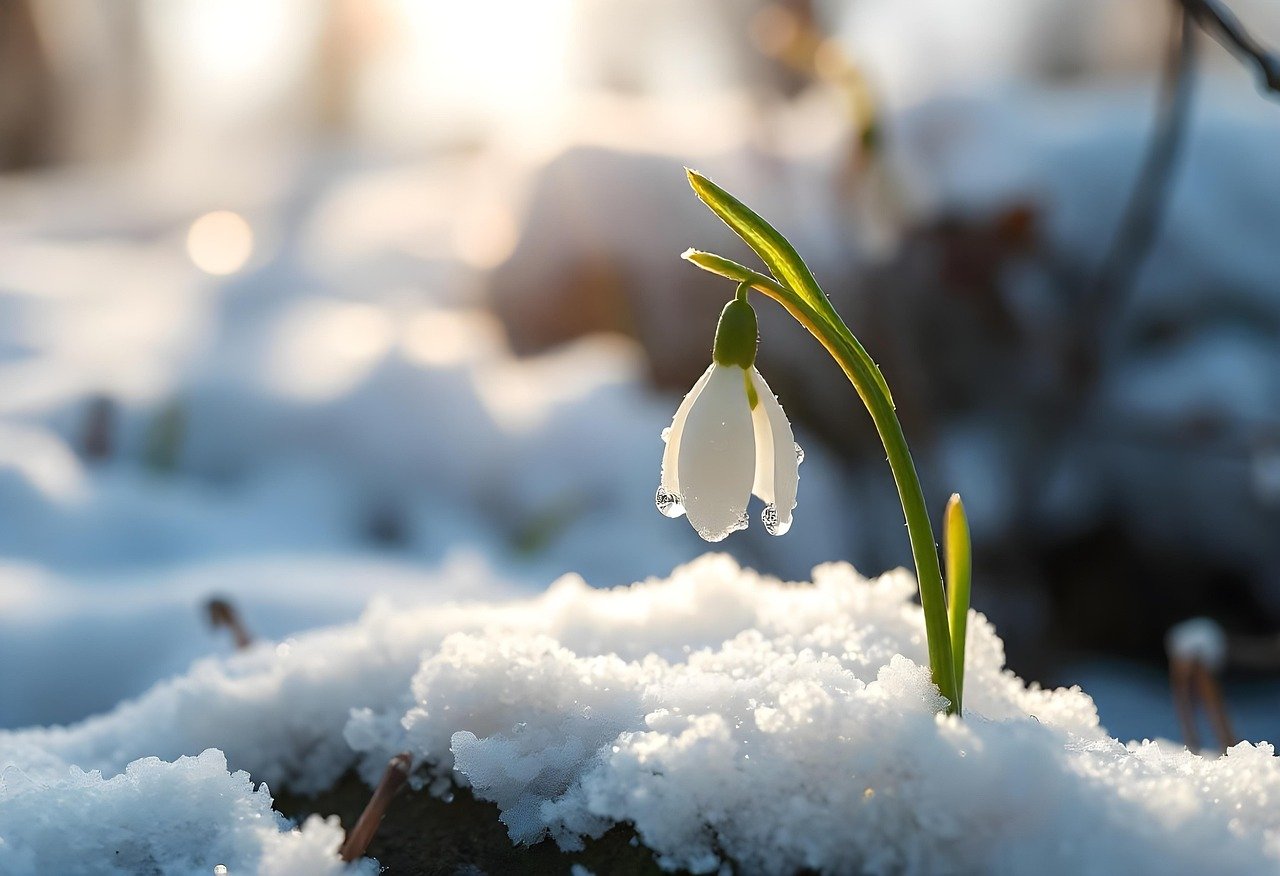 snowdrop, flower, winter, season, nature, plants, ai generated