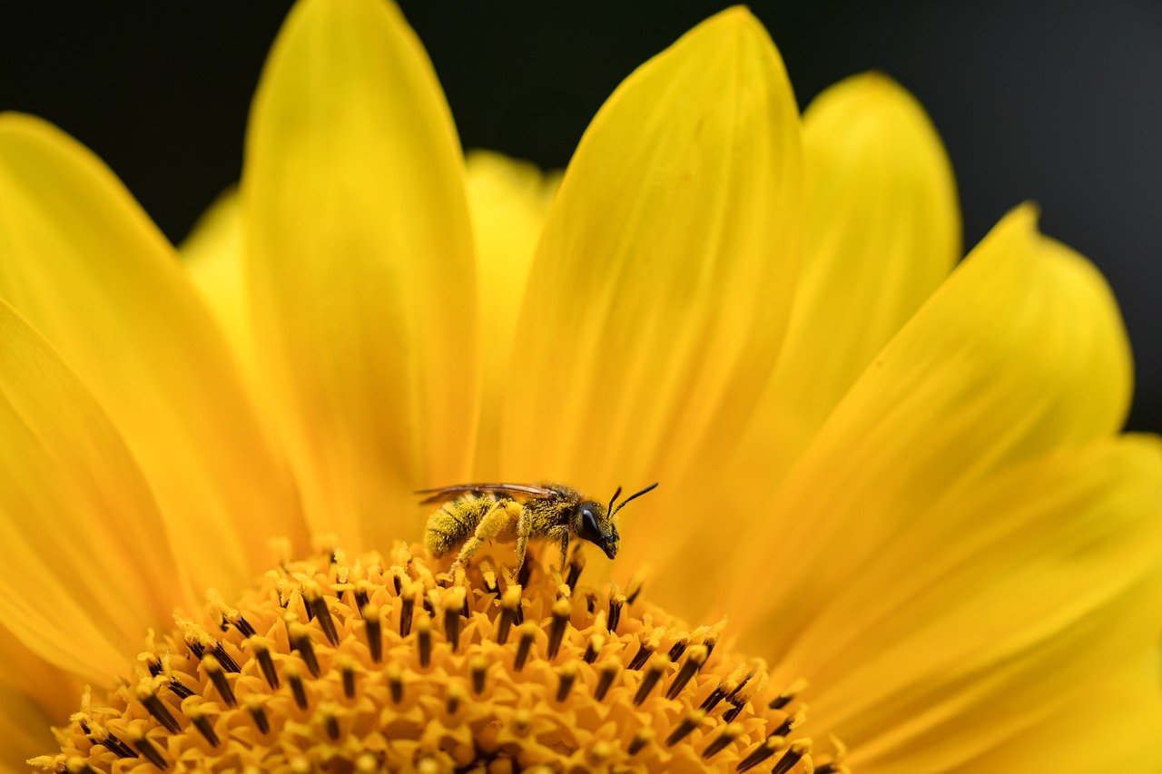 bee, insect, nature, macro, pollination, close up, honey bee, beautiful flowers, wing, entomology, world bee day, blossom, bloom, nectar, hd wallpaper, pollen, yellow, flower, flora, fauna, flower background, flower wallpaper, sunflower