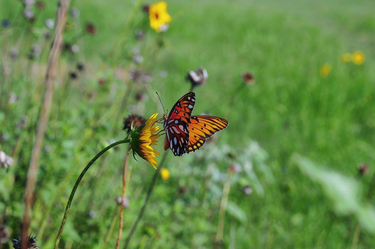 butterfly, nature, insect, flower, summer, wings
